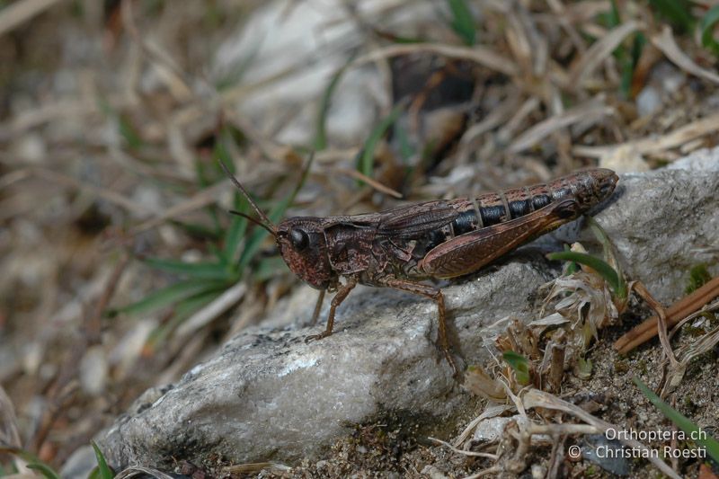 Chorthippus alticola ♀ - IT, Südtirol, Rovereto, Camposilvano, 01.10.2006