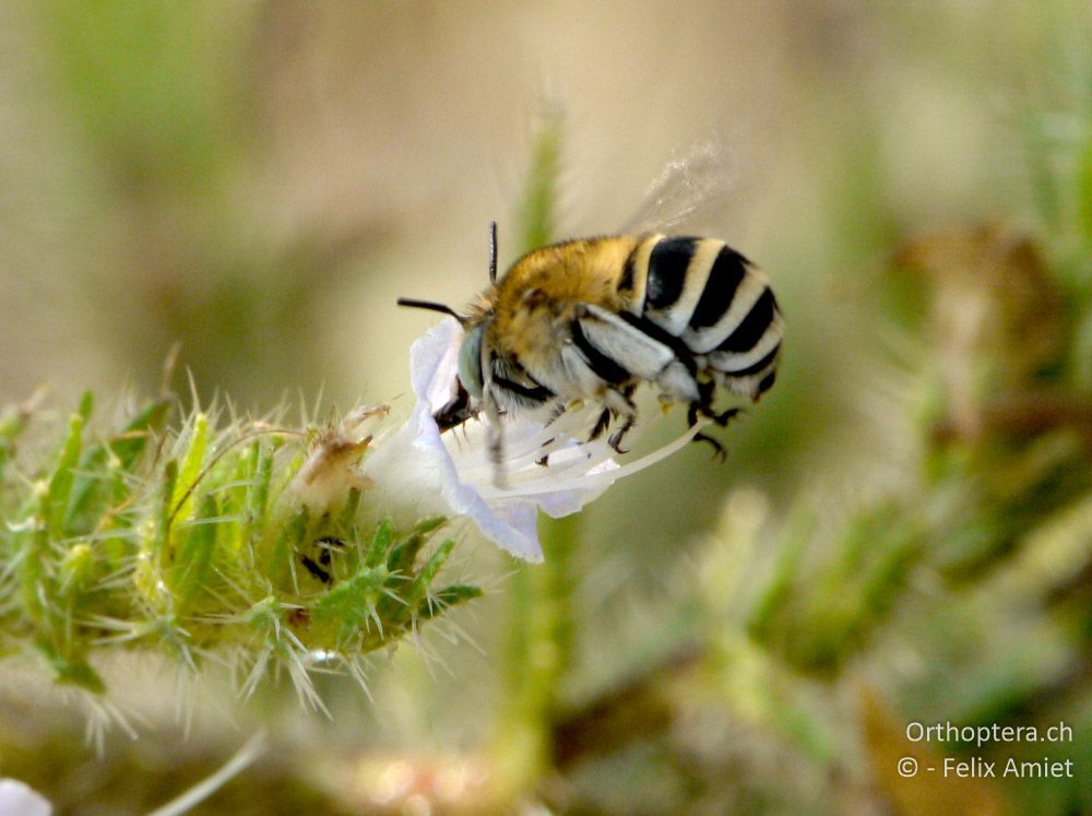 Anthophora quadrifasciata - GR, Zentralmakedonien, Volvi-See, 05.07.2013