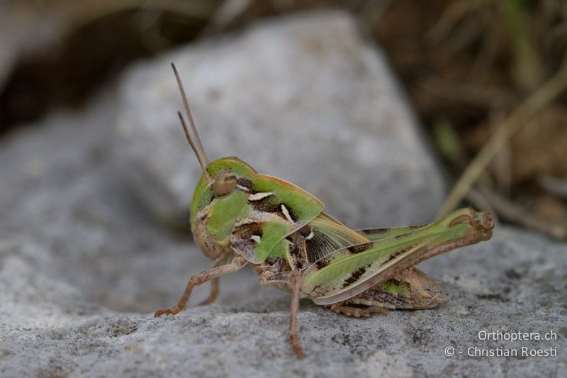 Oedaleus decorus ♀ im 5. Larvenstadium - HR, Istrien, Brovinje, 12.06.2014