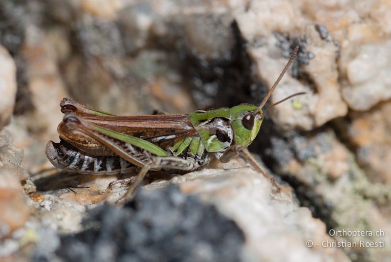 Aeropedellus variegatus ♂ - CH, GR, Muottas Muragl, 02.08.2008