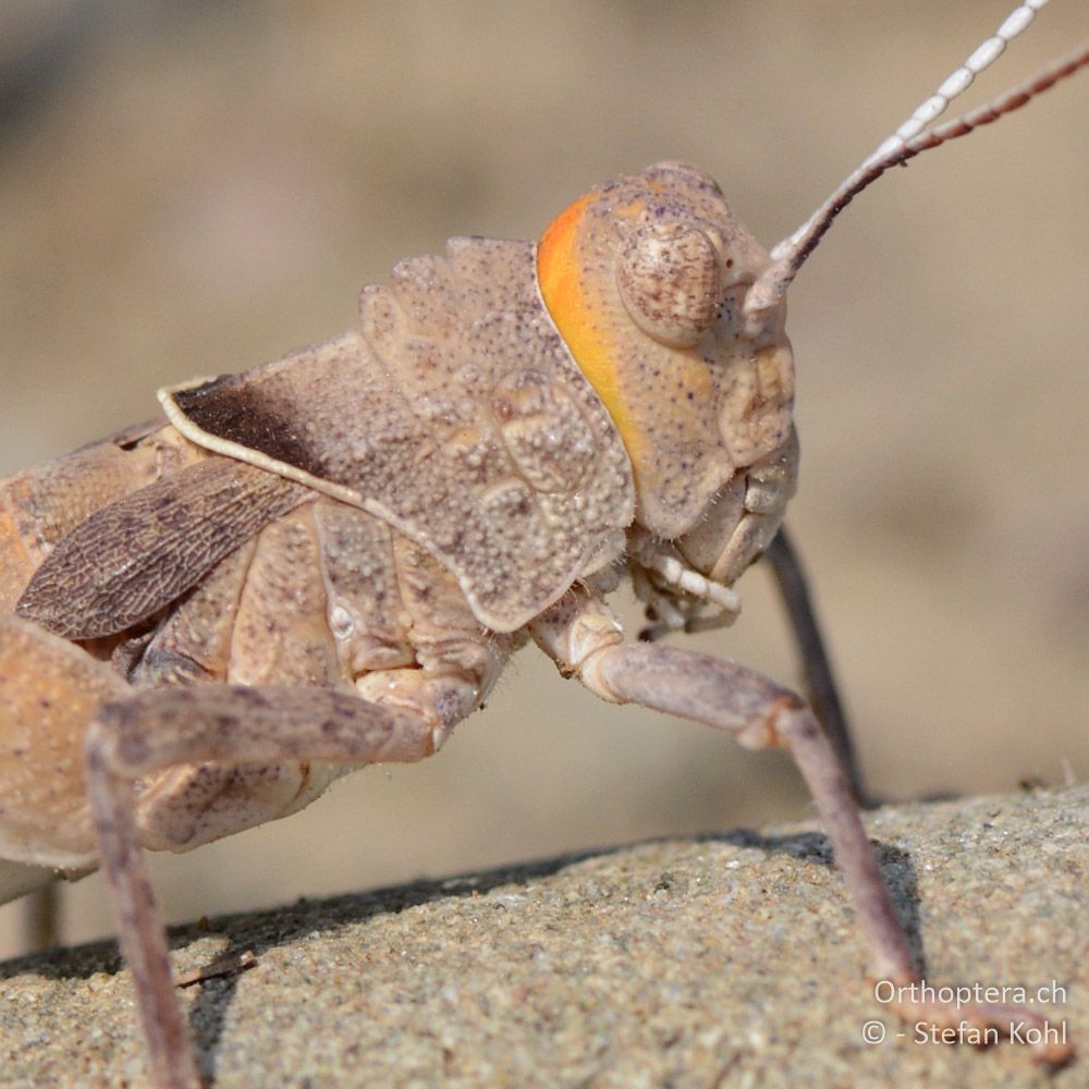 ♂ der Steinschrecke Glyphotmethis heldreichi heldreichi - GR, Thessalien, 13.07.2013