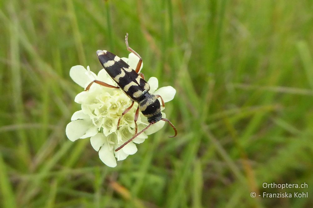 Widderbock (Clytus sp.) - AT, Niederösterreich, Ebergassing, 08.07.2018