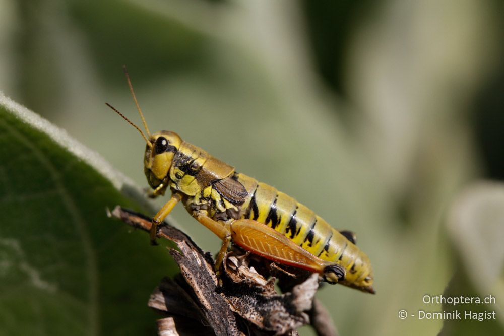 Weibchen von Podisma pedestris - Mt. Vernon, 17.07.2011