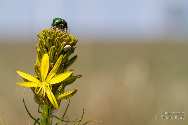 In der letzten Aprilwoche waren die Abbruchkanten der Steilküste am Kap Kaliakra voll vom Gelbem Affodil (Asphodeline lutea). Balgarevo, 27.04.2012