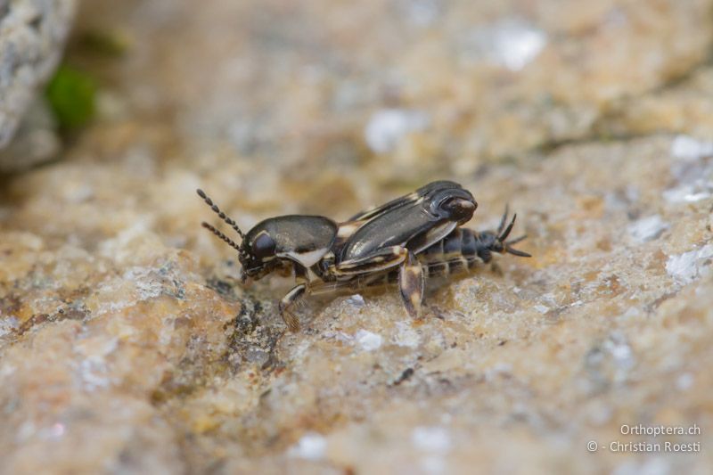 Männchen der Dreizehen-Grabschrecke (Xya variegata). An der Arda bei Stojanovo (Ardino), 22.04.2012