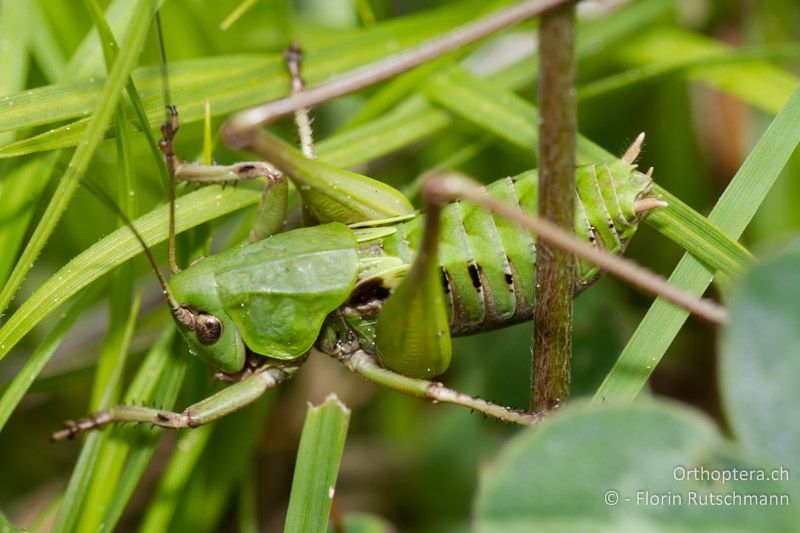 ♂ Larve von Decticus verrucivorus - AT, Vorarlberg, Sonntag, 19.05.2011