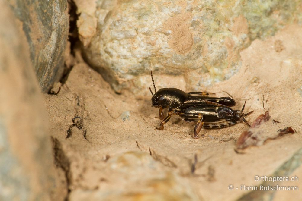 Pfändlers Grabschrecke (Xya pfaendleri) - Nordwestlich von Meteora, 04.08.2012