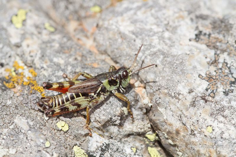 Bohemanella frigida ♂ - CH, GR, Berninapass, 20.09.2013