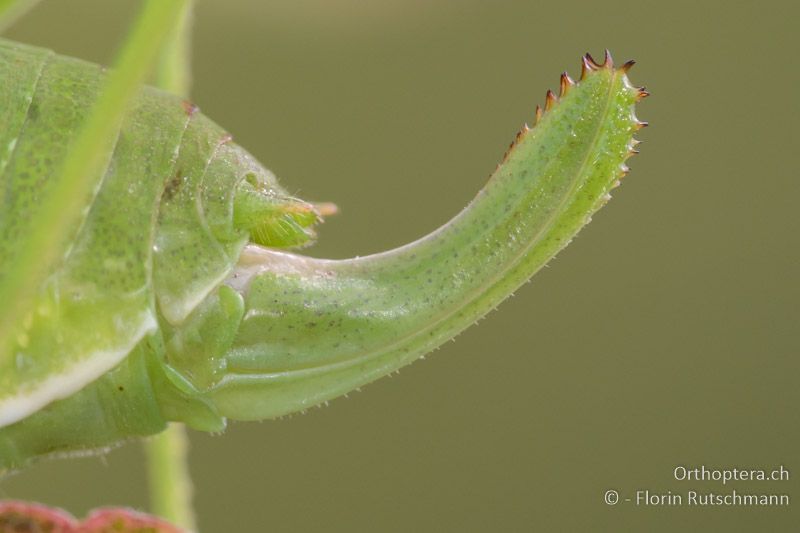 Legeröhre von Isophya modestior ♀ - AT, Niederösterreich, Eichkogel bei Mödling, 04.07.2016