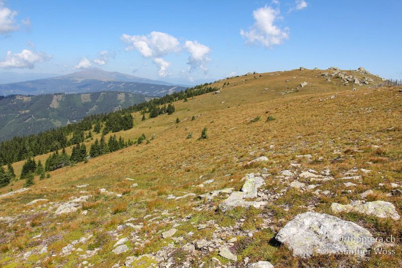 Zwergstrauchheide - AT, Kärnten, Geierkogel, 21.08.2011