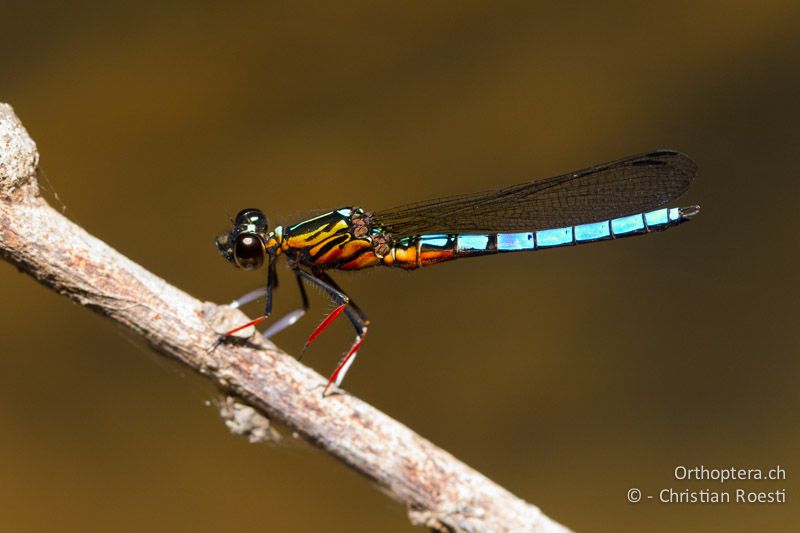 Platycypha caligata, Dancing Jewel ♂ - SA, Mpumalanga, Matibidi, Blyde Canyon Forever Resort, 09.01.2015