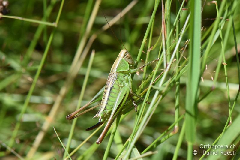 Broughtonia (Metrioptera) arnoldi ♀ - BG, Sofia, Kopriwschtiza, 11.07.2018