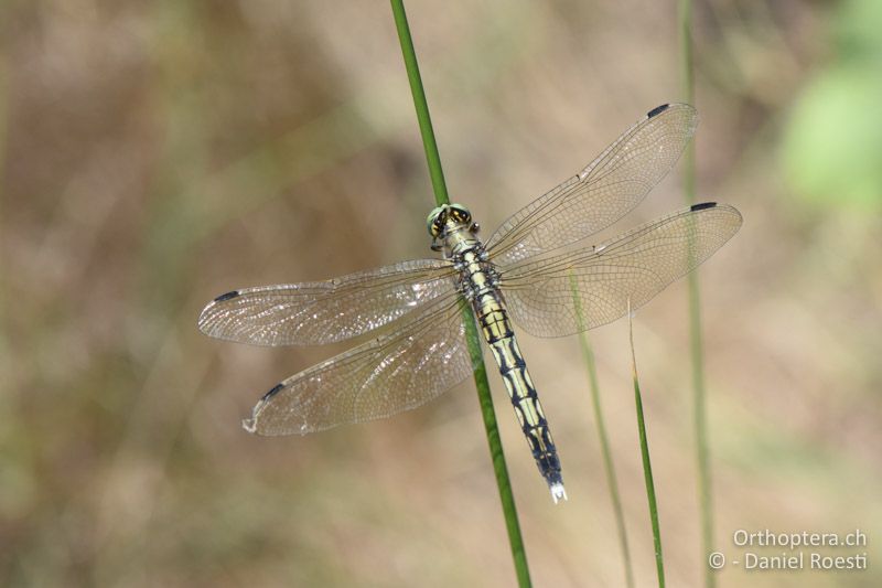 Östlicher Blaupfeil ♀ - BG, Blagoewgrad, an der Struma bei Ribnik, 13.07.2018