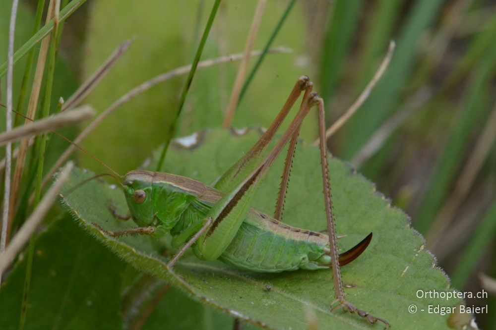 Bicolorana bicolor ♀ - AT, Niederösterreich, Ebergassing, 08.07.2018