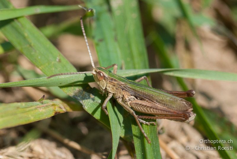 Chorthippus albomarginatus ♂ - CH, BE, Wasen, 08.09.2009