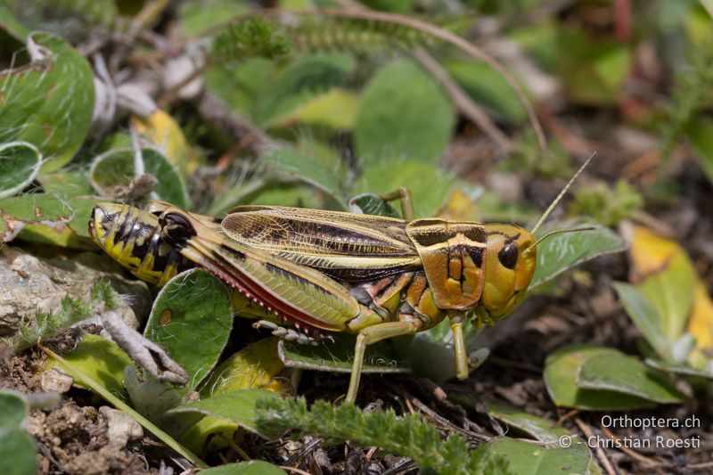 ♀ von Arcyptera fusca - CH, VS, Ulrichen, 01.07.2011