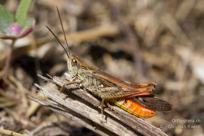 Chorthippus brunneus ♂ - CH, VS, Leuk, 07.03.2011