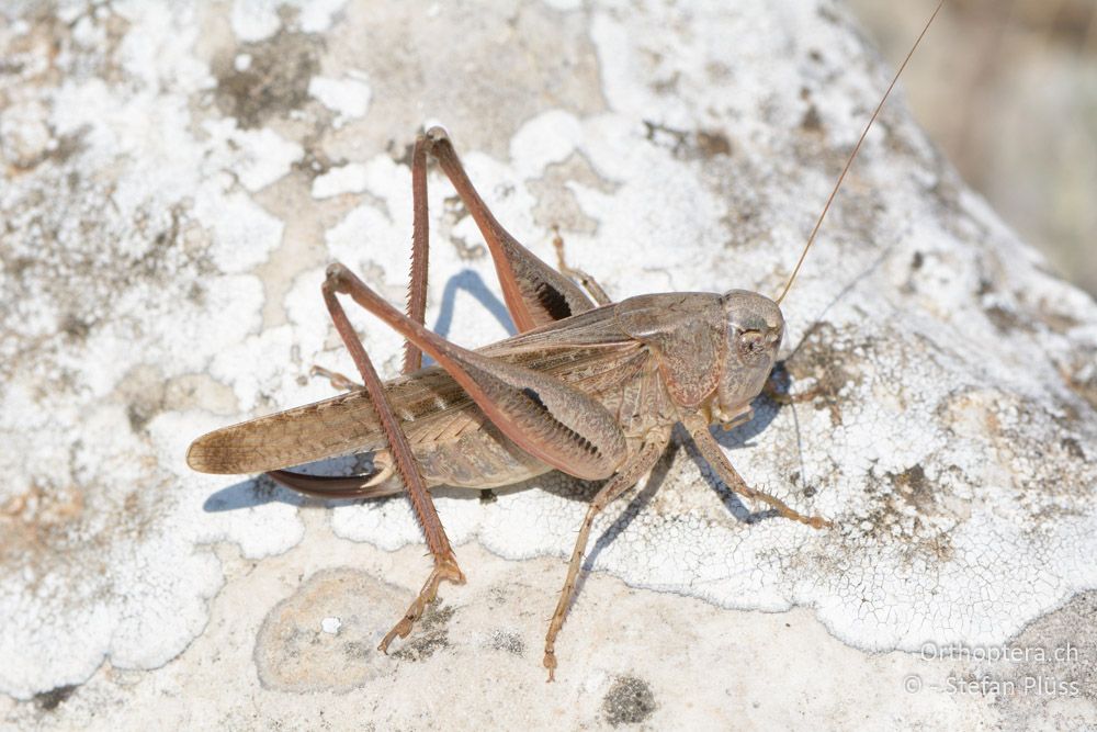 Platycleis intermedia ♀ - HR, Cres, Predošćica, 23.07.2015