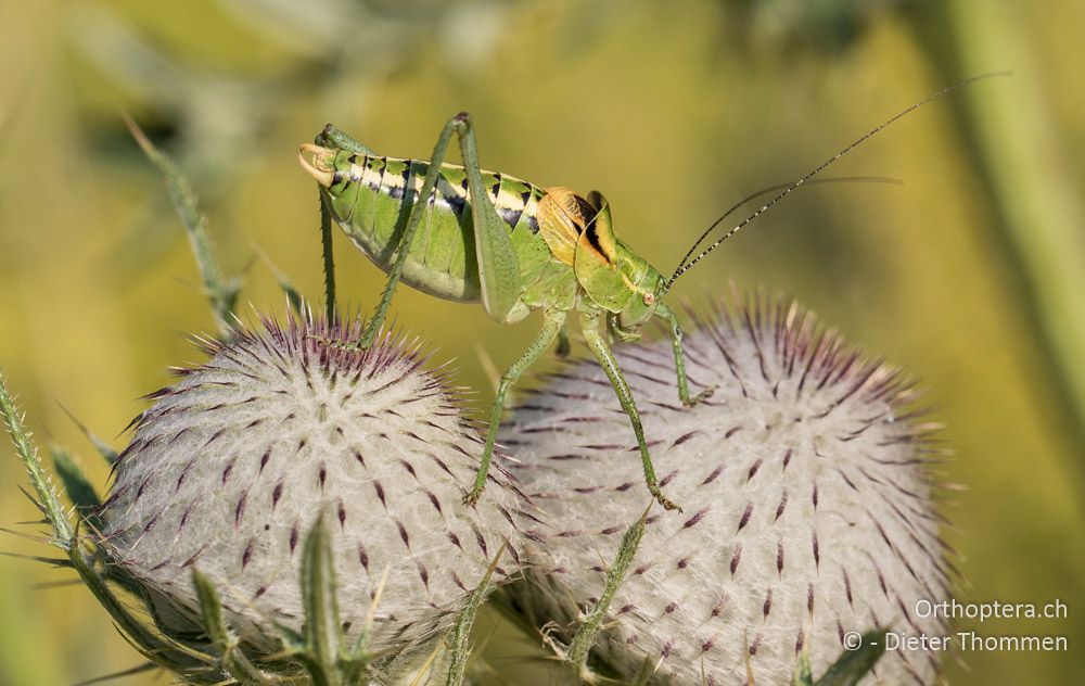 Poecilimon ornatus ♂ - HR, Istrien, Mala Učka, 20.07.2015