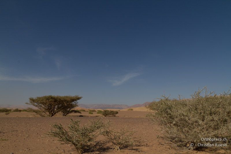 Wadi Araba bei Feynan