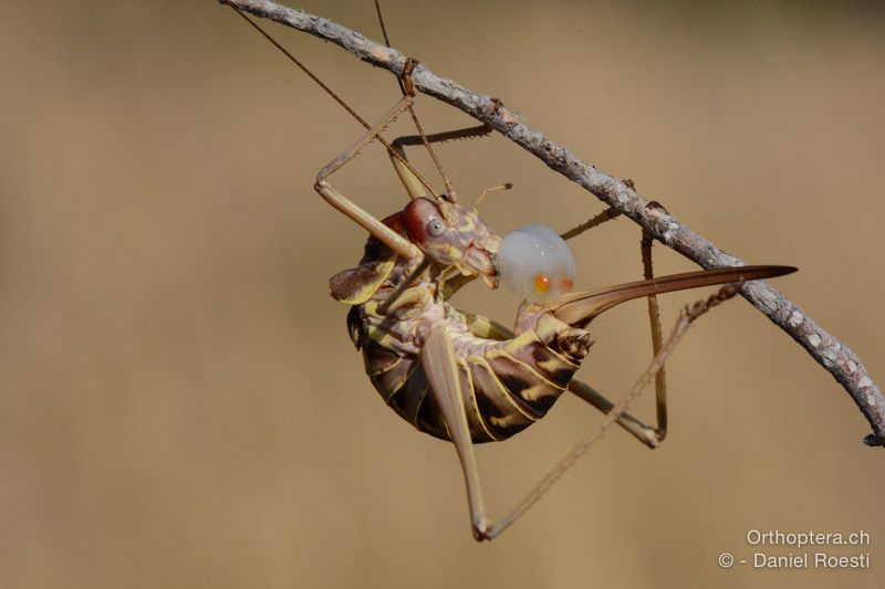 Ephippiger discoidalis ♀ frisst von der Spermatophore - HR, Istrien, Premantura, 22.07.2015