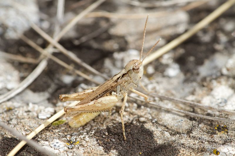 Omocestus petraeus ♂ - GR, Westmakedonien, Florina, 19.07.2012