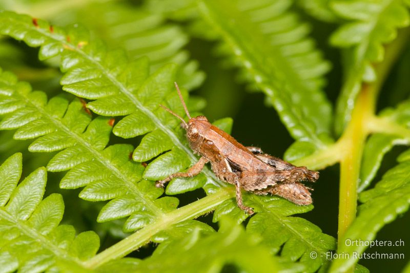 Pezotettix giornae ♂ - GR, Zentralmakedonien, Mt. Vermio, 01.08.2012