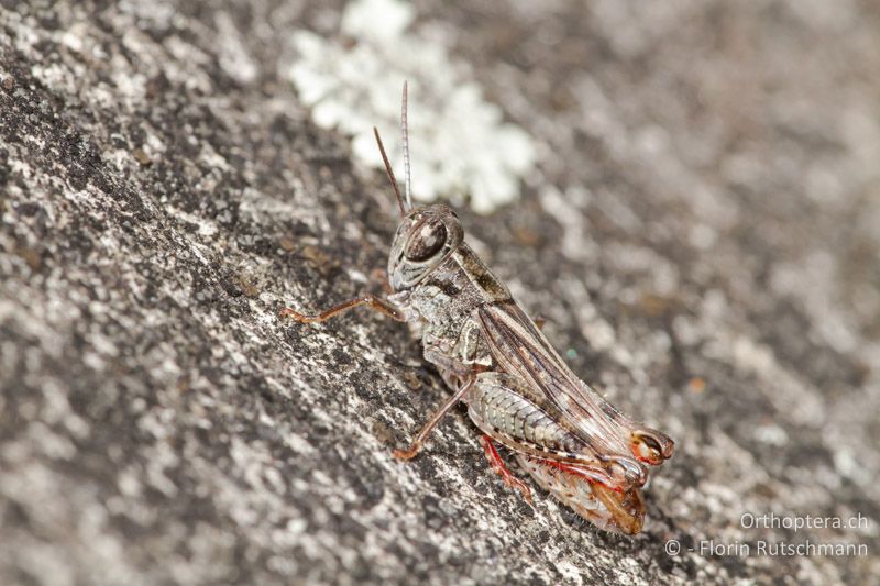 Calliptamus siciliae ♂ - IT, Lombardei, Tirano, 19.09.2013