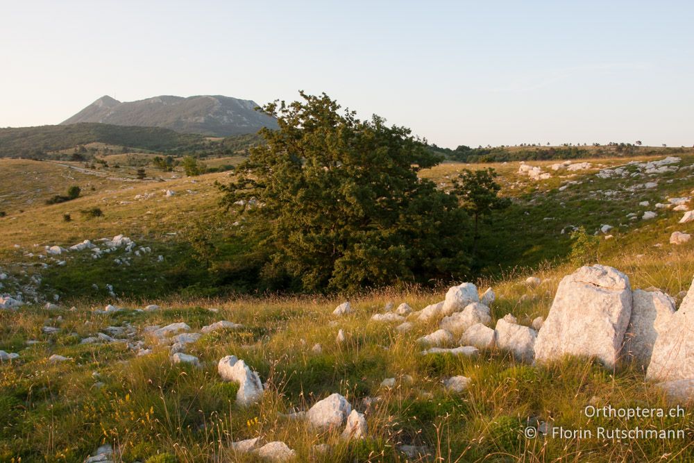 Doline mit riesiger Eiche - HR, Istrien, Učka-Gebirge, 11.06.2014