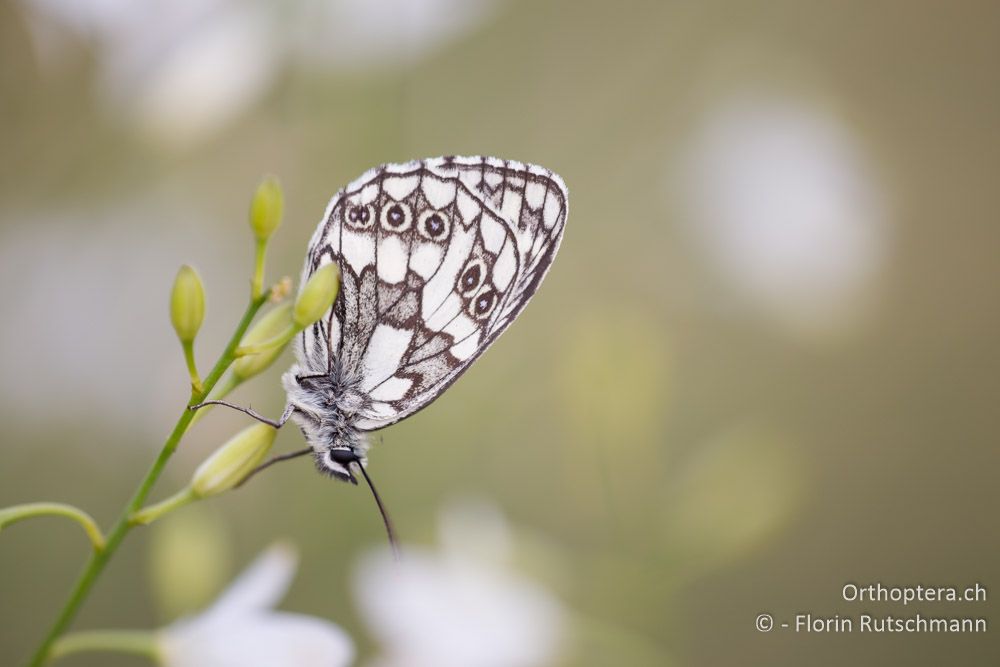 Schachbrettfalter (Melanargia galathea) - HR, Istrien, Brest, 25.07.2014