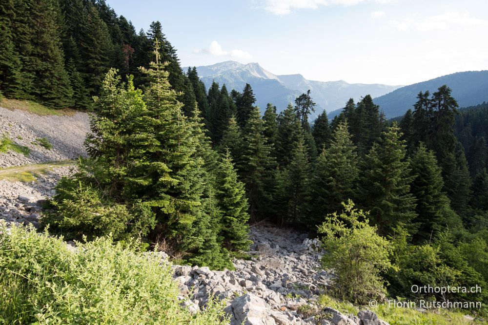 Bergwald - GR, Thessalien, Pindos-Gebirge, 23.06.2015