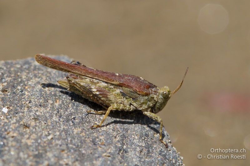 Tetrix bolivari ♀ - BG, Kardzhali, Krumovgrad, 23.04.2012