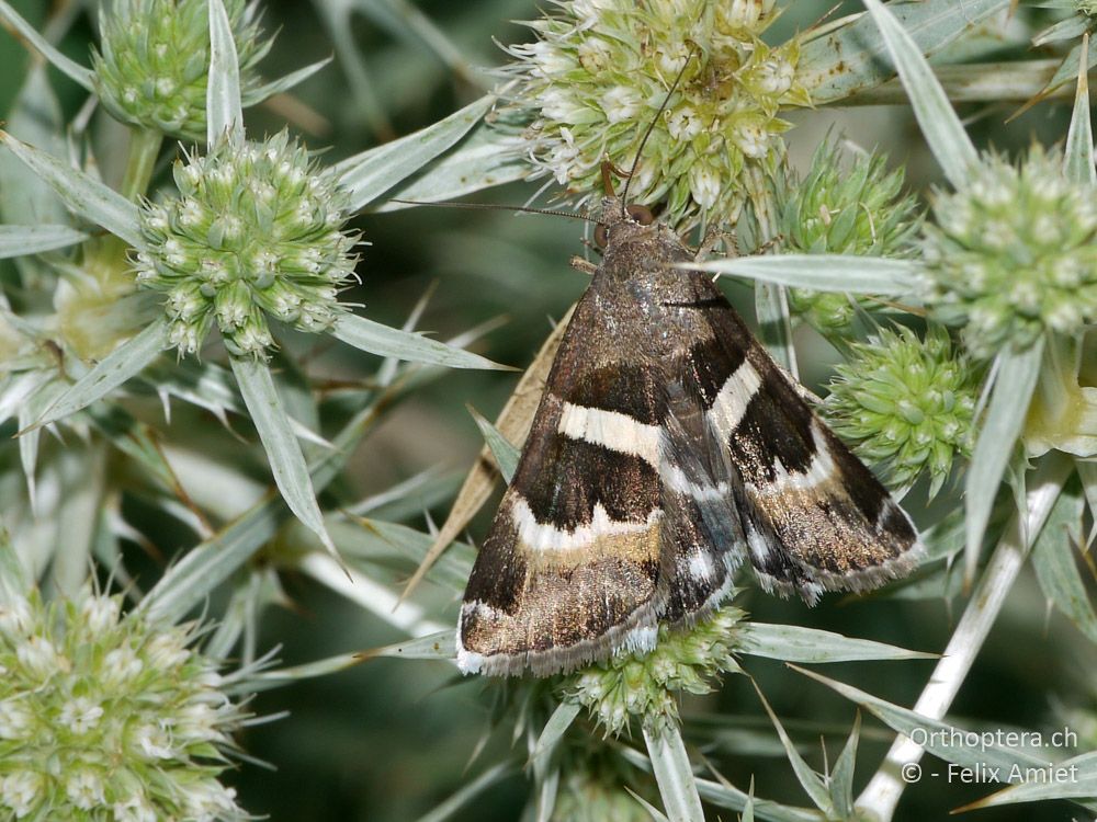 Eulenfalter Prodotis stolida - GR, Zentralmakedonien, Kerkini-See, 08.07.2013