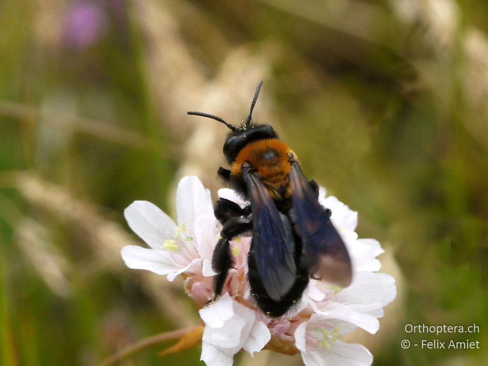 Andrena thoracica - GR, Westmakedonien, Mt. Varnous, 11.07.2013