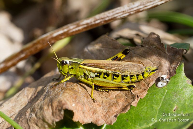 Stethophyma grossum ♀ - CH, BE, Kandersteg, 22.09.2013