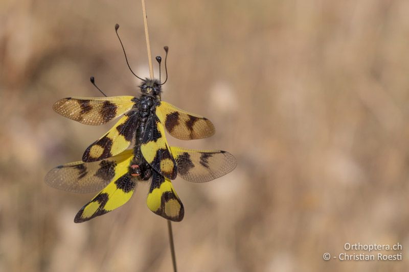 Östliche Schmetterlingshaft (Libelloides macaronius) bei der Paarung - GR, Westmakedonien, Pisoderi, 12.07.2017