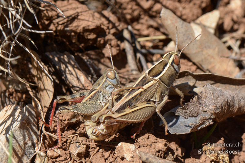 Paarung von Calliptamus wattenwylianus. Das grössere Weibchen ist rechts - FR, Plateau d'Aumelas, 11.07.2014