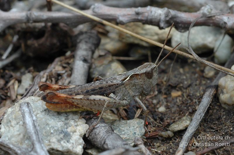 Chorthippus vagans ♀ - CH, VS, Gampel, 06.07.2007