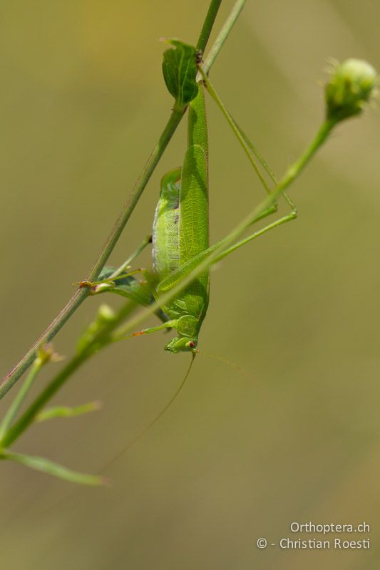 Phaneroptera falcata ♀ - CH, VD, Cudrefin, 22.08.2009