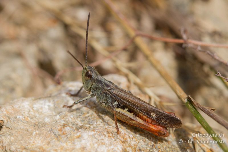 Chorthippus eisentrauti ♂ - CH, TI, Mt. Lema, 12.10.2011