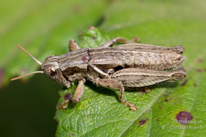 Pezotettix giornae ♂. Halsschild und Rückensegmente (Tergite) sind deutlich gekielt - FR, Bouches-du-Rhône, Entressen, 07.11.2011