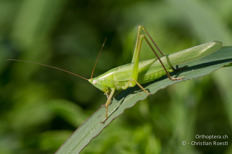 Ruspolia nitidula ♂ - CH, TI, Coldrerio, 03.09.2013