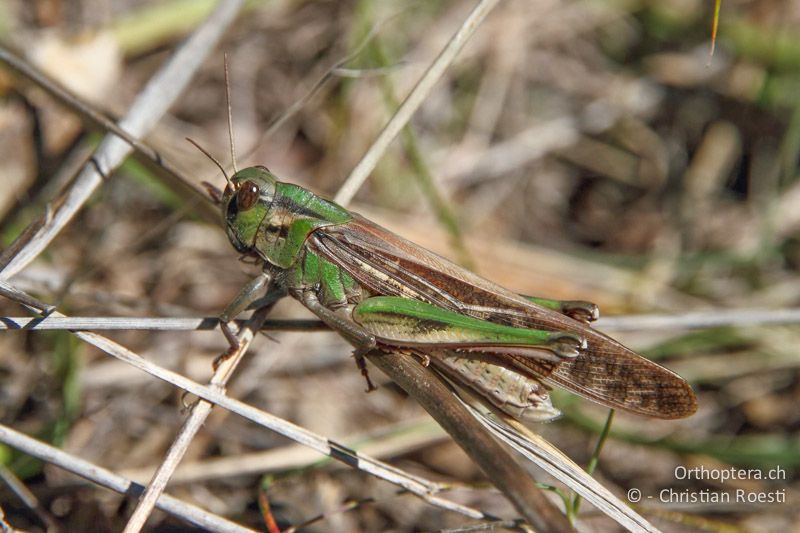 Locusta migratoria ♂ - TR, Kemer, März 2011