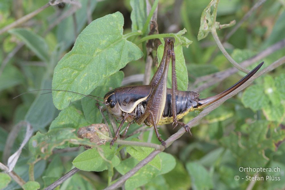 Pholidoptera brevipes ♀ - BG, Chaskowo, Matochina, 09.07.2018