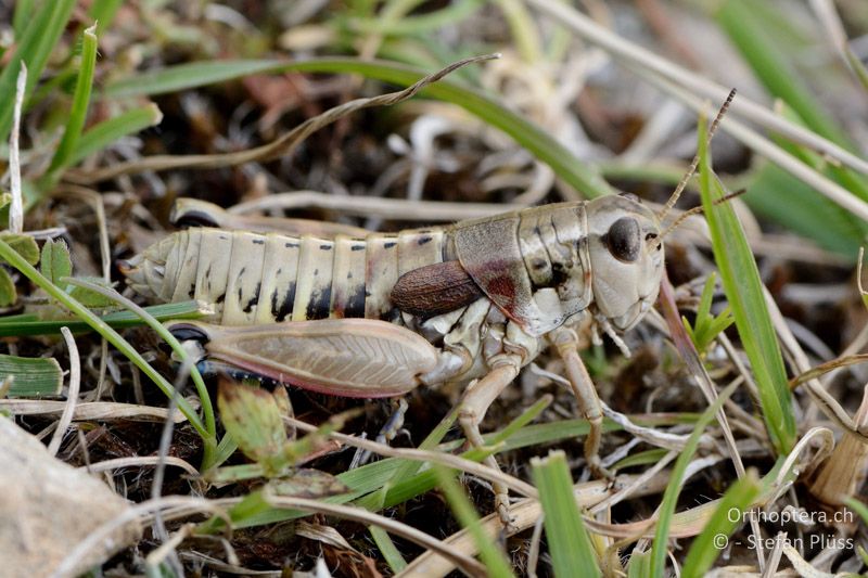 Podisma amedegnatoae ♀ - FR, Mont Ventoux, 04.07.2014