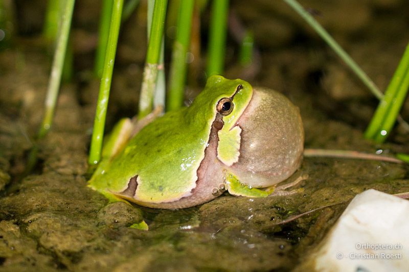 Laubfrosch (Hyla arborea) am Singen. Sinapovo bei Topolovgrad, 25.04.2012