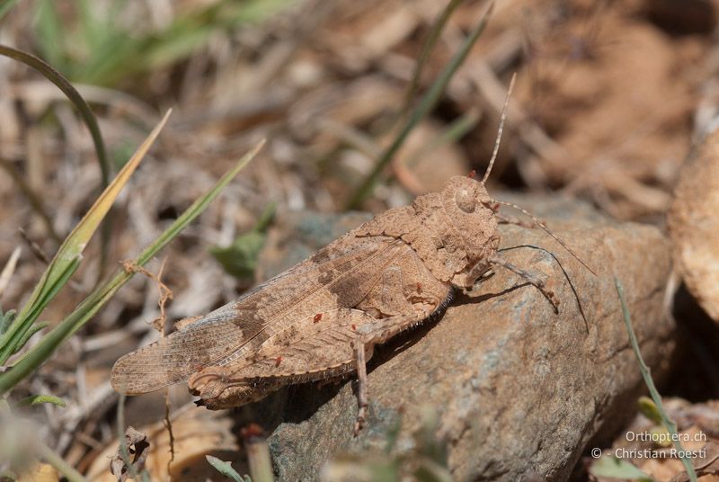 Oedipoda carpentieri, Männchen