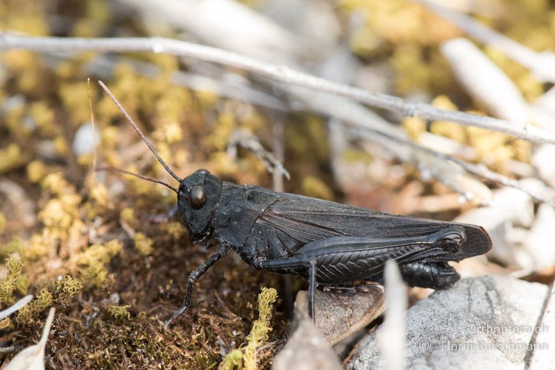 Celes variabilis ♂ - GR, Mittelgriechenland, Ypati, 14.06.2015