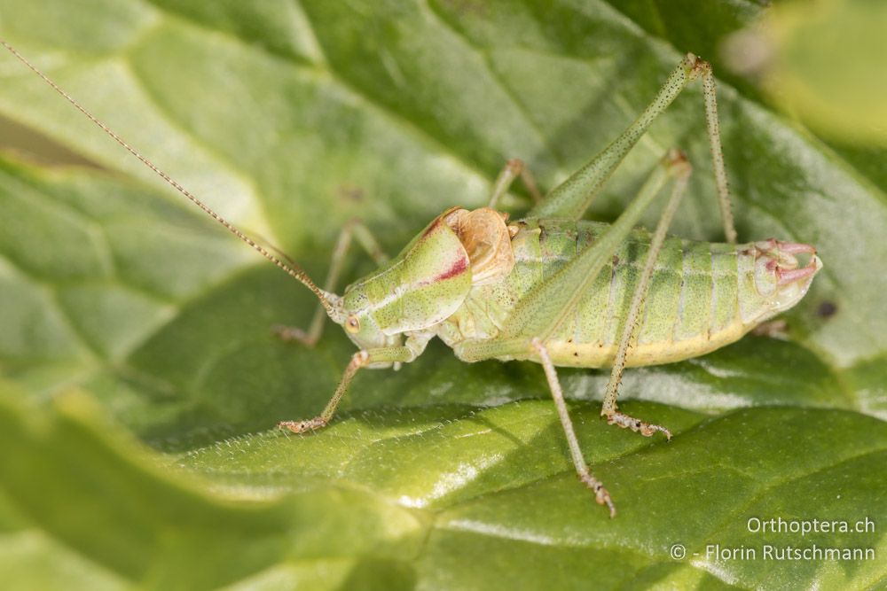 Poecilimon ampliatus ♂ - HR, Istrien, Brest, 25.07.2015