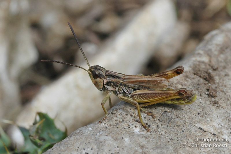 Chorthippus alticola ♂ - IT, Südtirol, Rovereto, Camposilvano, 01.10.2006